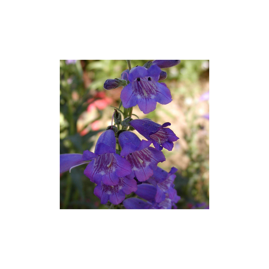 Plantes Vivaces PENSTEMON 'Russian River' - Galane en vente - Pépinière Lepage .