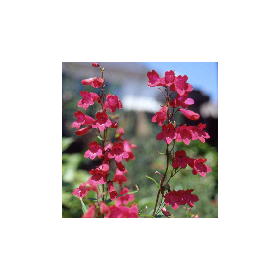 Plantes Vivaces PENSTEMON 'Schoenholzeri' - Galane en vente - Pépinière Lepage .