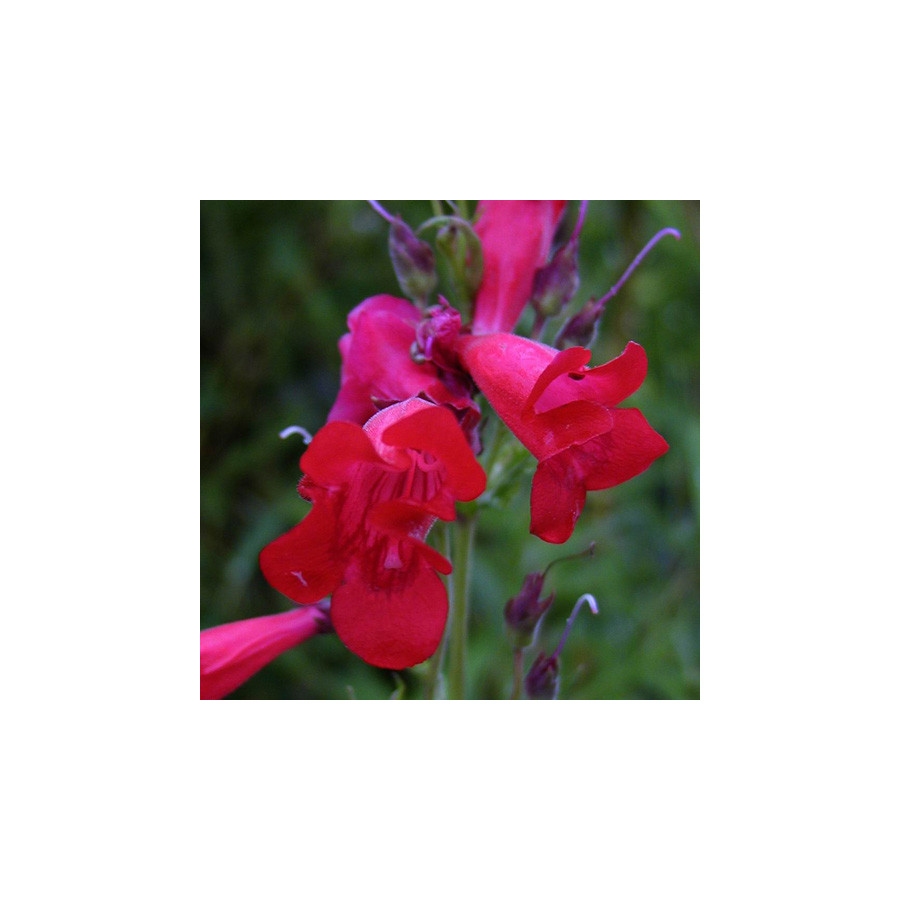 Plantes Vivaces PENSTEMON 'Schoenholzeri' - Galane en vente - Pépinière Lepage .