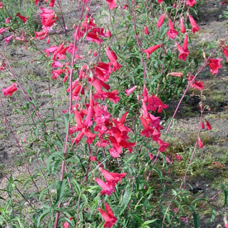 Plantes Vivaces PENSTEMON 'Schoenholzeri' - Galane en vente - Pépinière Lepage .