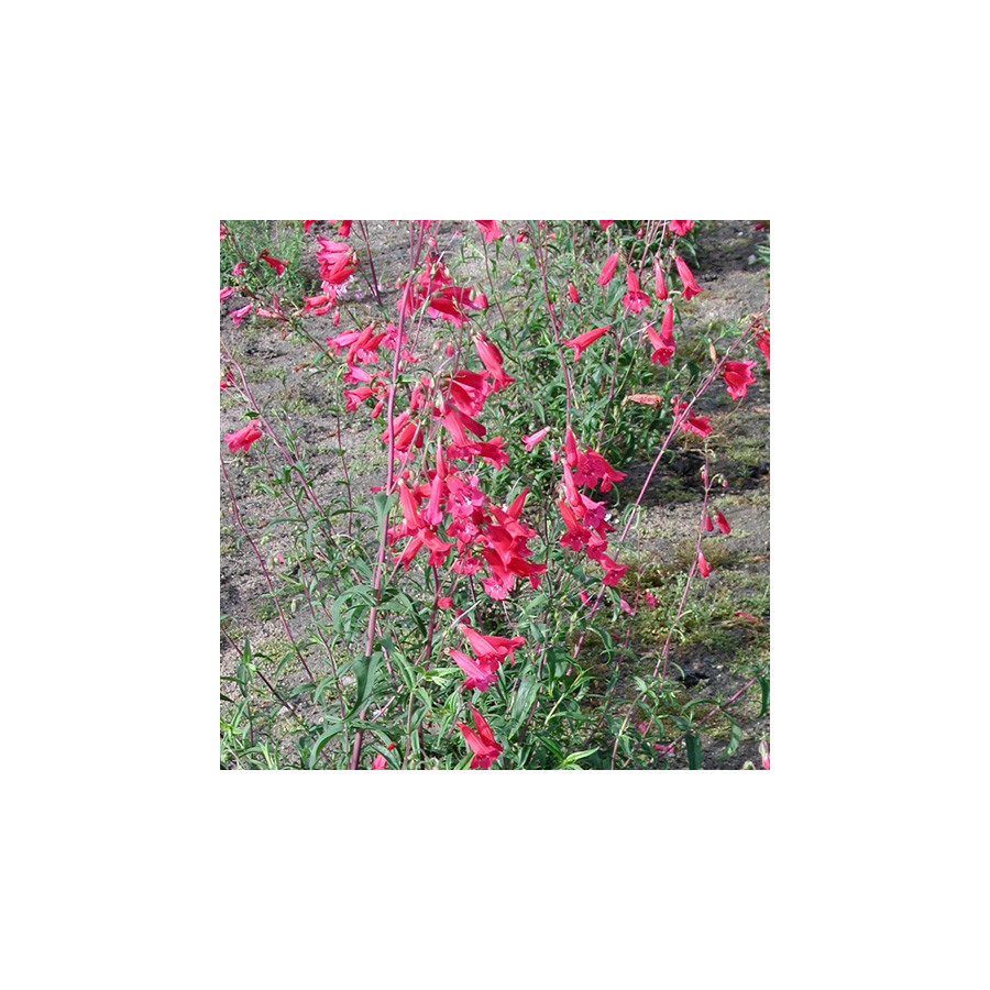 Plantes Vivaces PENSTEMON 'Schoenholzeri' - Galane en vente - Pépinière Lepage .