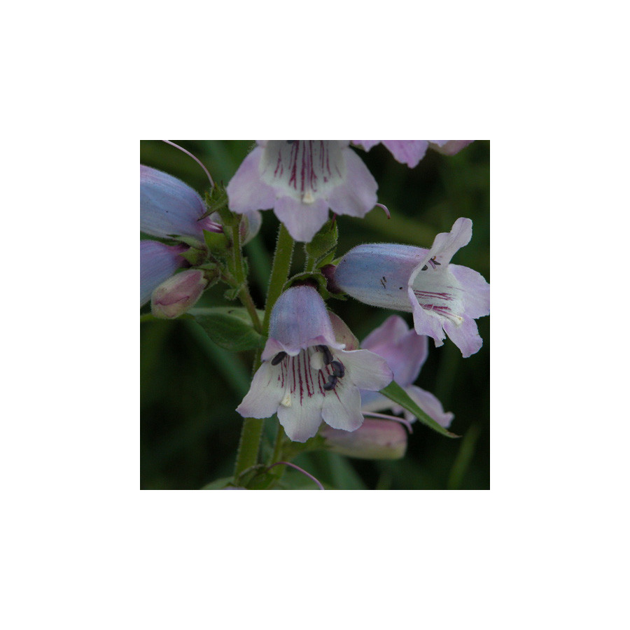 Plantes Vivaces PENSTEMON 'Sour Grapes' - Galane en vente - Pépinière Lepage .