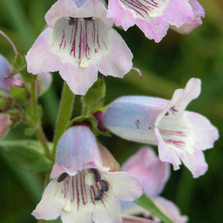Plantes Vivaces PENSTEMON 'Sour Grapes' - Galane en vente - Pépinière Lepage .