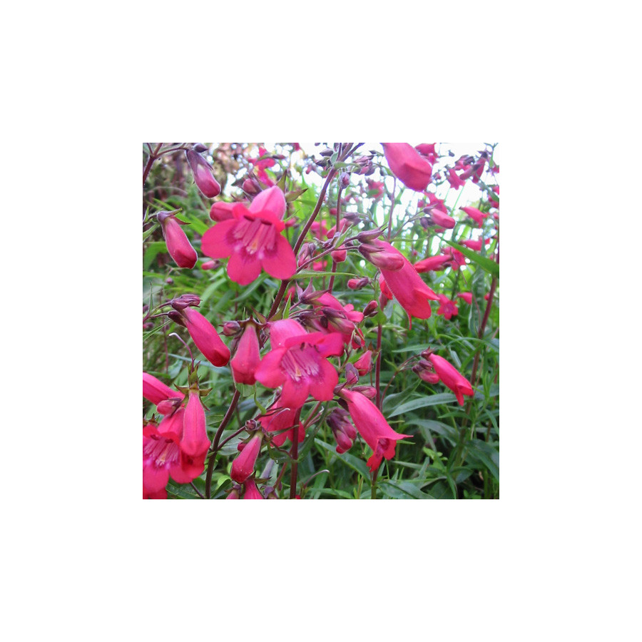 Plantes Vivaces PENSTEMON 'Southgate Gem' - Galane en vente - Pépinière Lepage .