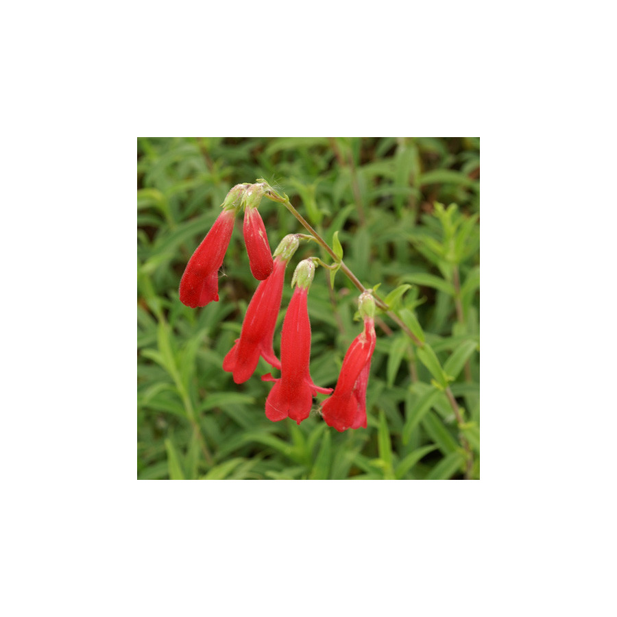 Plantes Vivaces PENSTEMON 'Southgate Gem' - Galane en vente - Pépinière Lepage .