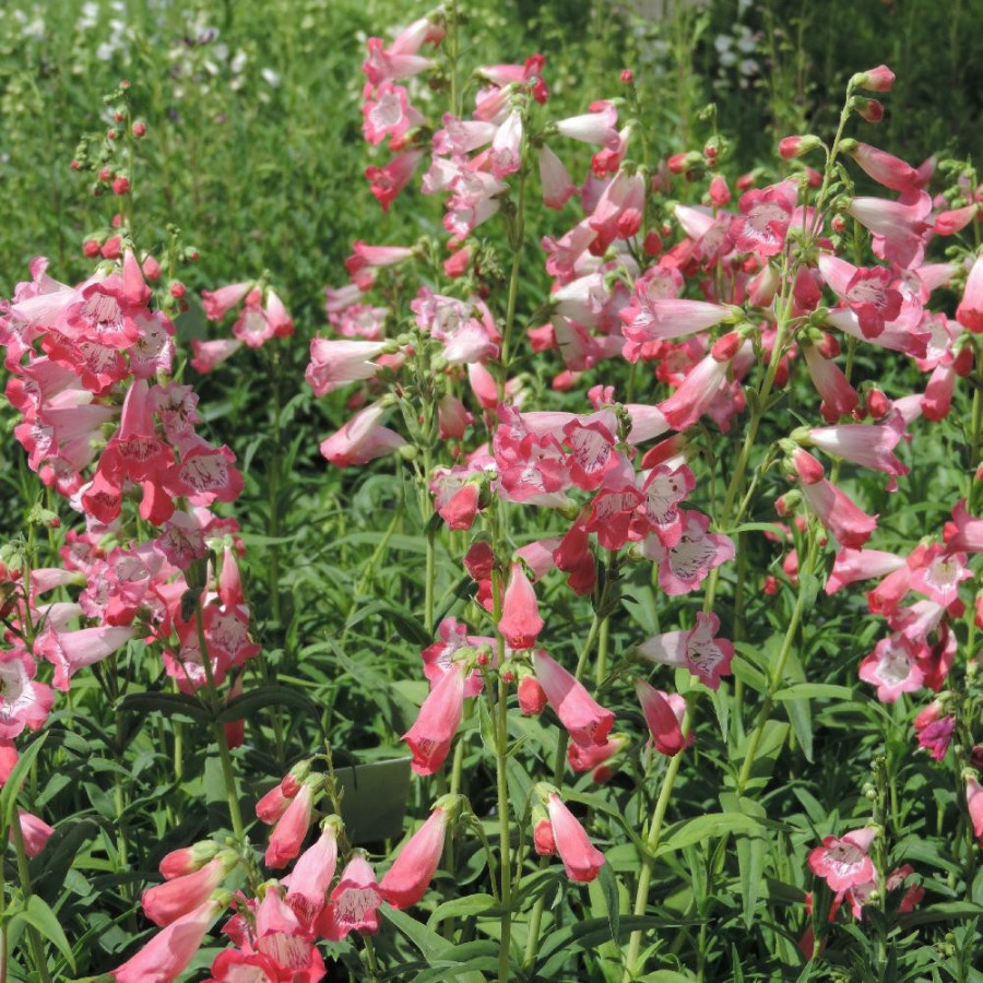 Plantes Vivaces PENSTEMON 'Souvenir d'Adrien Régnier' - Galane en vente - Pépinière Lepage .
