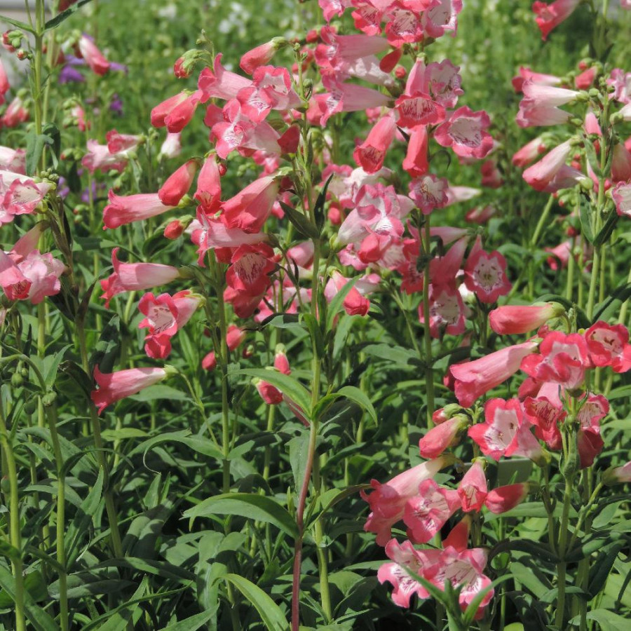 Plantes Vivaces PENSTEMON 'Souvenir d'Adrien Régnier' - Galane en vente - Pépinière Lepage .