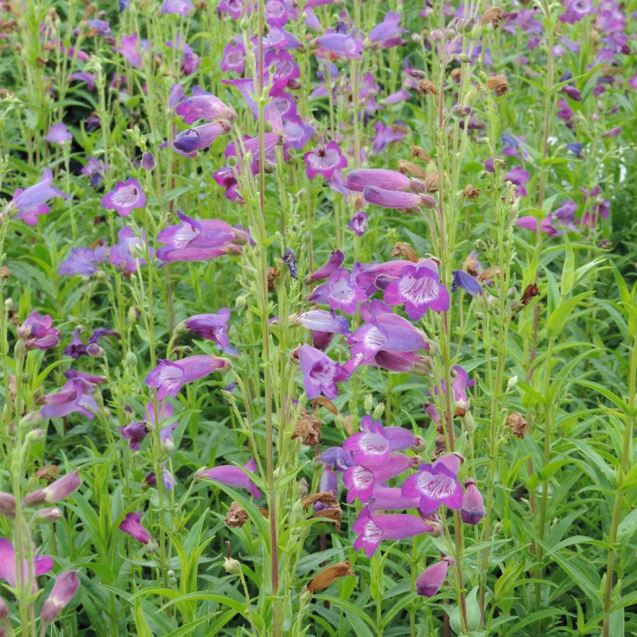 Plantes Vivaces PENSTEMON 'Vesuvius' - Galane en vente - Pépinière Lepage .