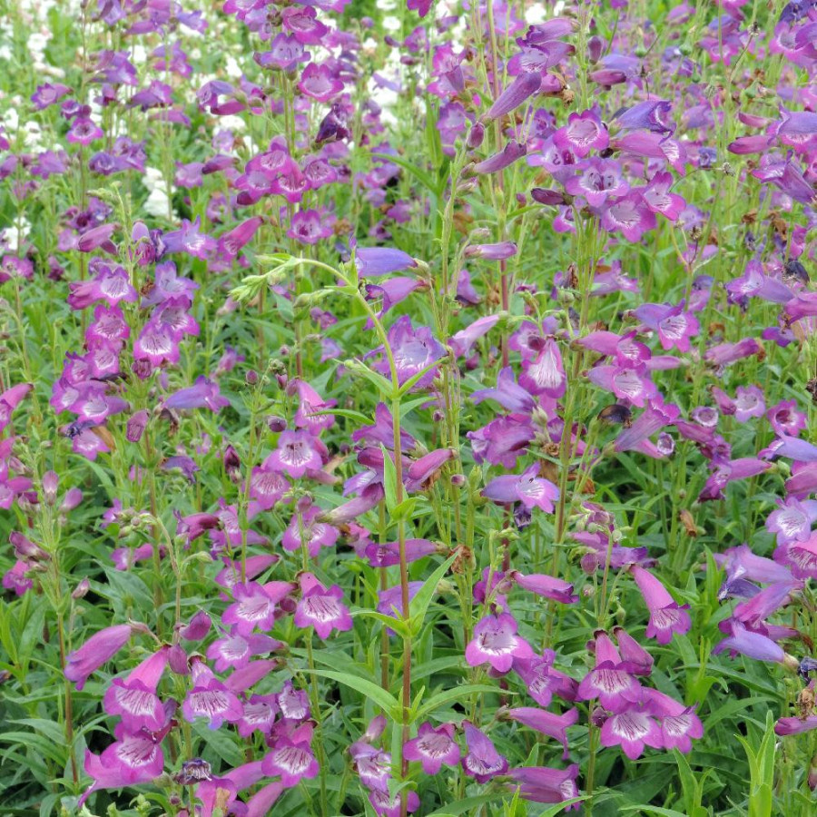Plantes Vivaces PENSTEMON 'Vesuvius' - Galane en vente - Pépinière Lepage .