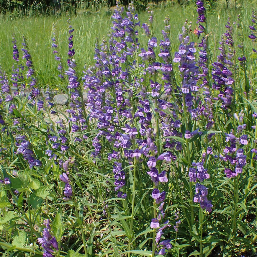 PENSTEMON alpinus