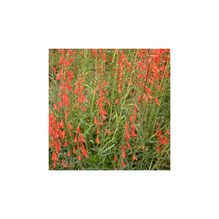 Plantes Vivaces PENSTEMON barbatus 'Coccineus' - Galane barbue en vente - Pépinière Lepage .