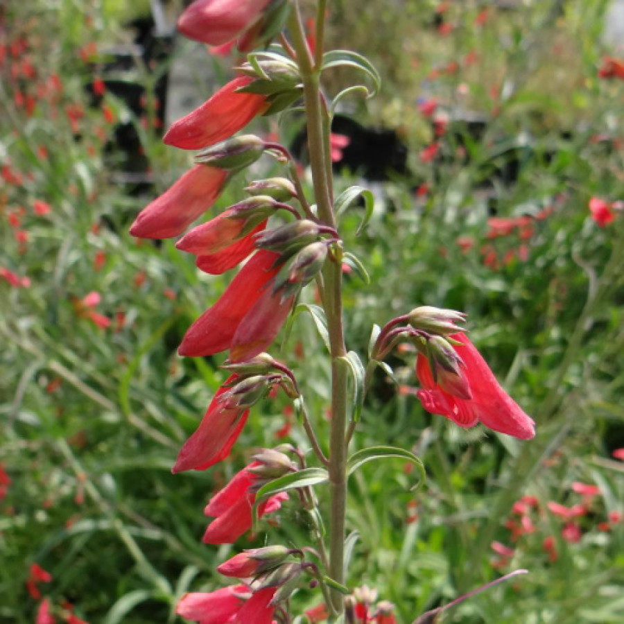 Plantes Vivaces PENSTEMON barbatus 'Coccineus' - Galane barbue en vente - Pépinière Lepage .