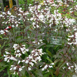 plantes-vivaces-penstemon-digitalis-husker-red-galane-en-vente-pepiniere-lepage-