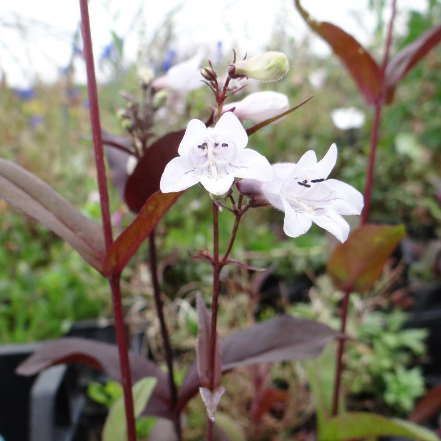 Plantes Vivaces PENSTEMON digitalis 'Husker Red' - Galane en vente - Pépinière Lepage .