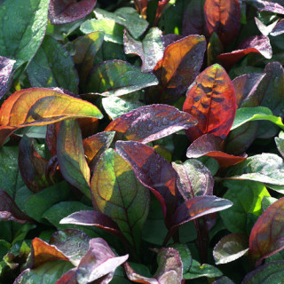 Plantes Vivaces PENSTEMON digitalis 'Husker Red' - Galane en vente - Pépinière Lepage .