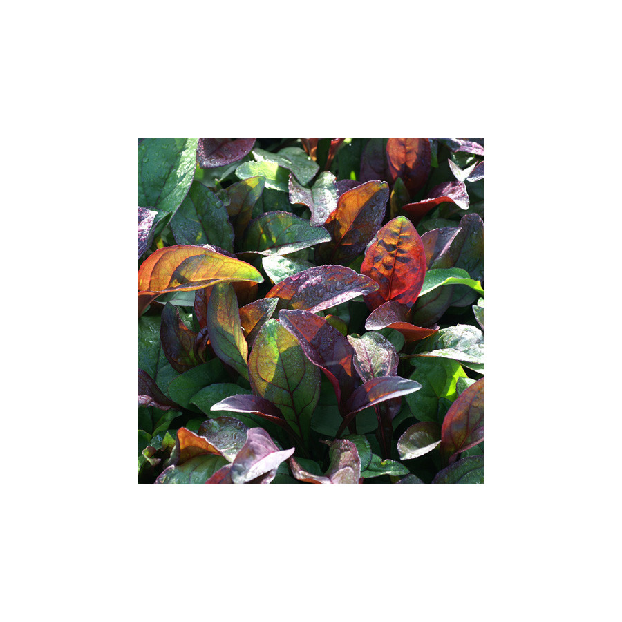 Plantes Vivaces PENSTEMON digitalis 'Husker Red' - Galane en vente - Pépinière Lepage .