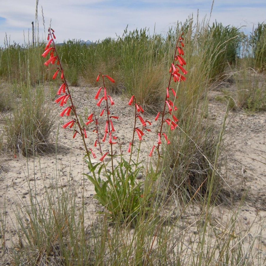 Plantes Vivaces PENSTEMON eatonii - Galane en vente - Pépinière Lepage .
