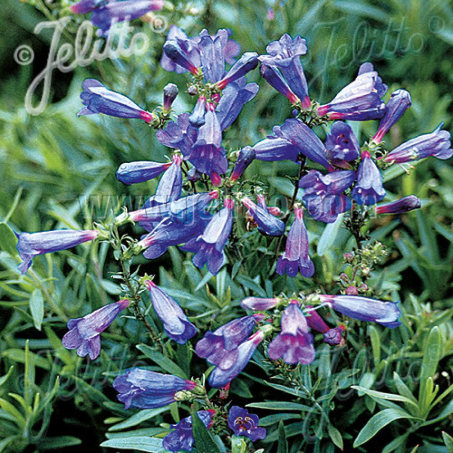 Plantes Vivaces PENSTEMON heterophyllus 'Züriblau' - Galane en vente - Pépinière Lepage .