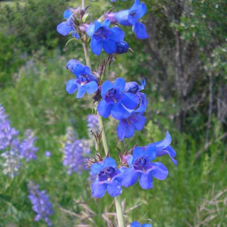 plantes-vivaces-penstemon-mensarum-galane-en-vente-pepiniere-lepage-