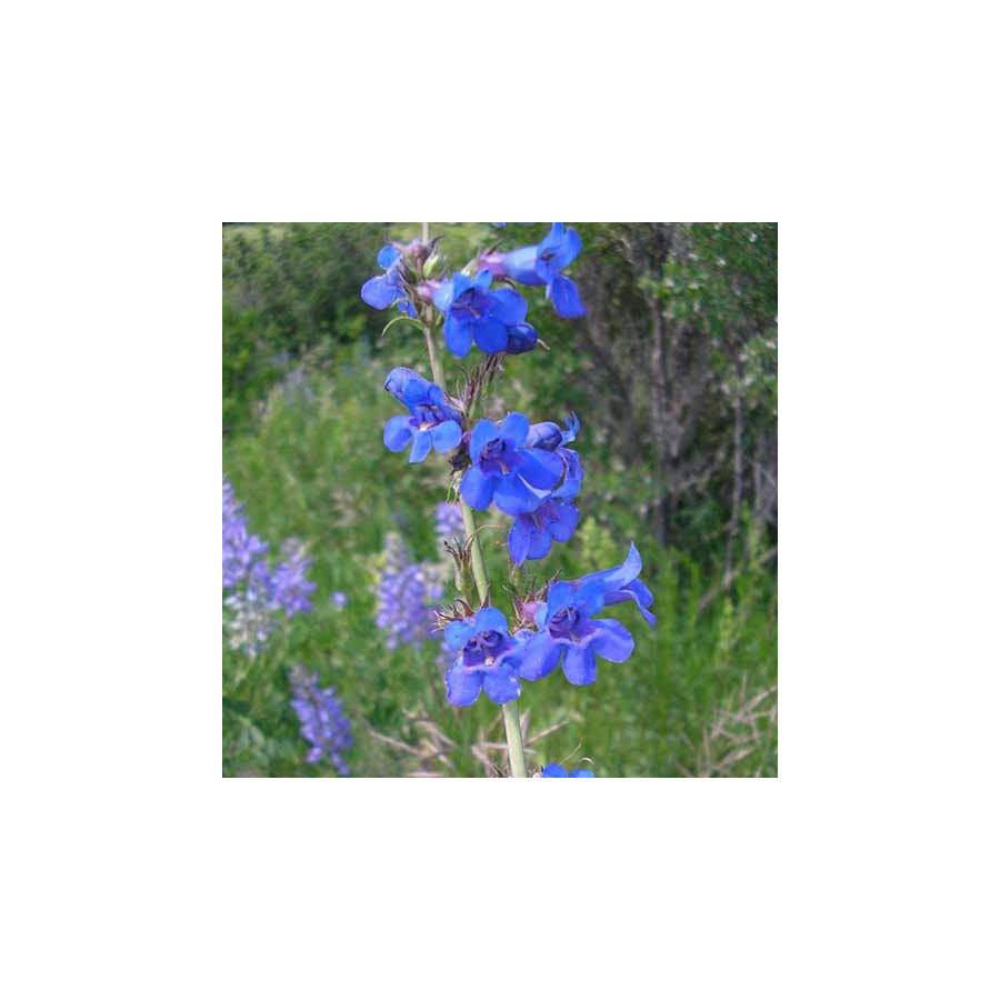 Plantes Vivaces PENSTEMON mensarum - Galane en vente - Pépinière Lepage .