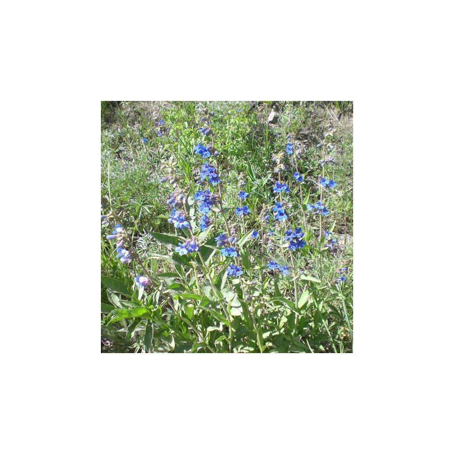 Plantes Vivaces PENSTEMON mensarum - Galane en vente - Pépinière Lepage .