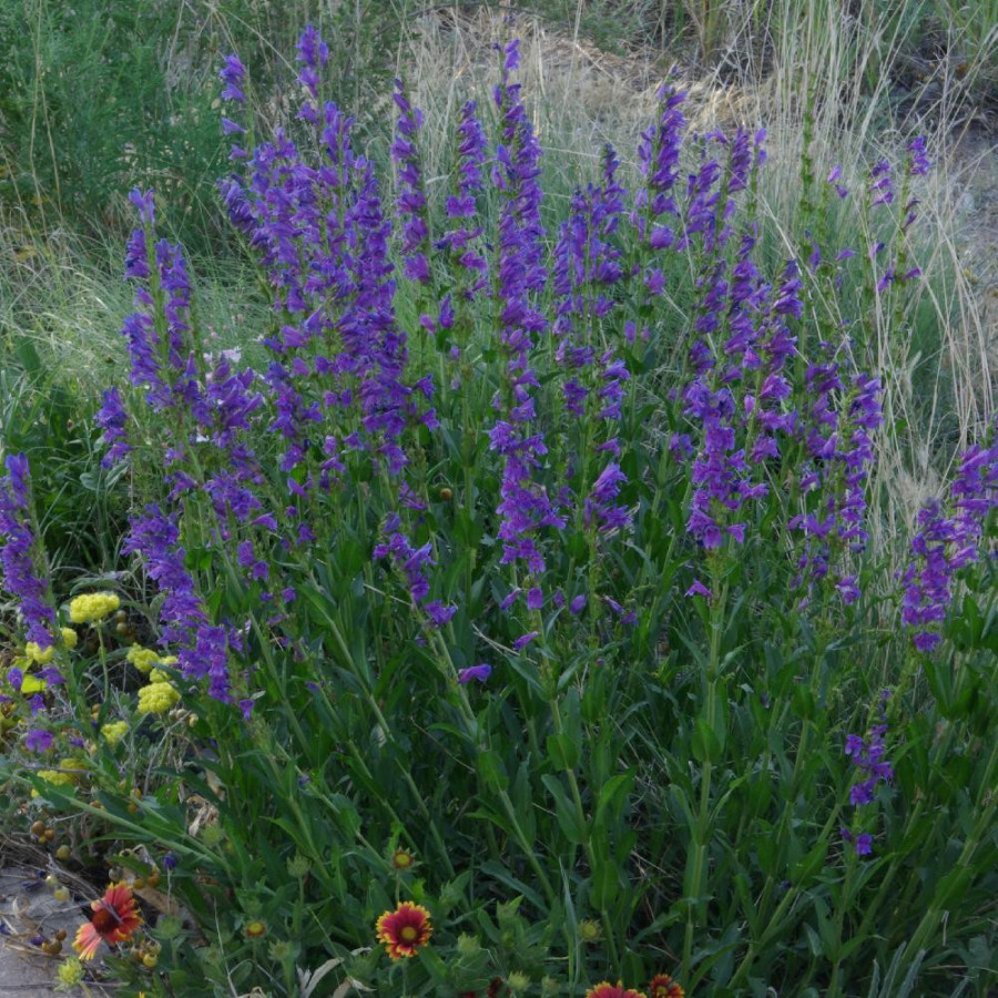 Plantes Vivaces PENSTEMON strictus en vente - Pépinière Lepage .