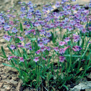plantes-vivaces-penstemon-virens-galane-en-vente-pepiniere-lepage-