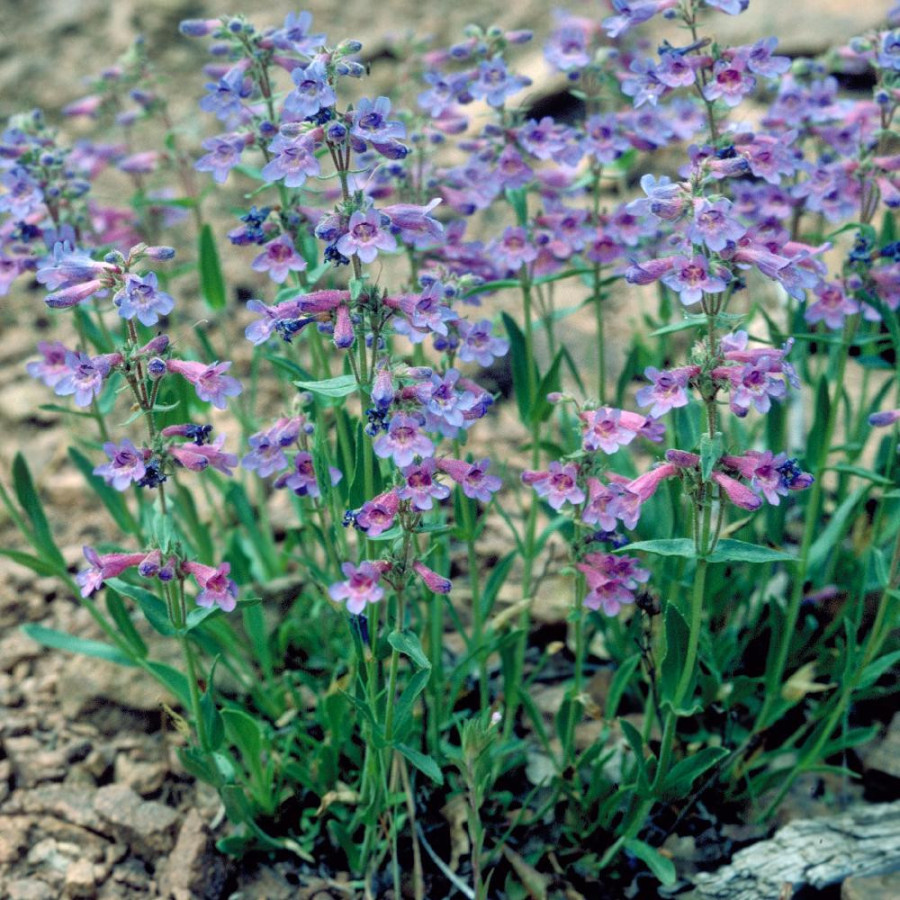 Plantes Vivaces PENSTEMON virens - Galane en vente - Pépinière Lepage .