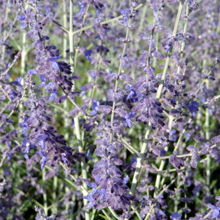 Plantes Vivaces PEROVSKIA 'Blue Spire' en vente - Pépinière Lepage .