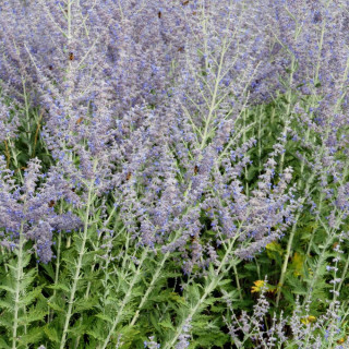 Plantes Vivaces PEROVSKIA 'Blue Spire' en vente - Pépinière Lepage .