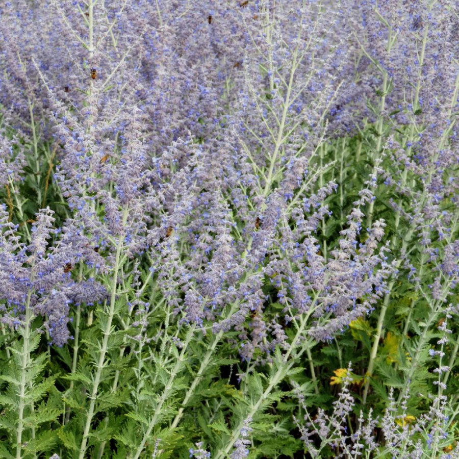 Plantes Vivaces PEROVSKIA 'Blue Spire' en vente - Pépinière Lepage .