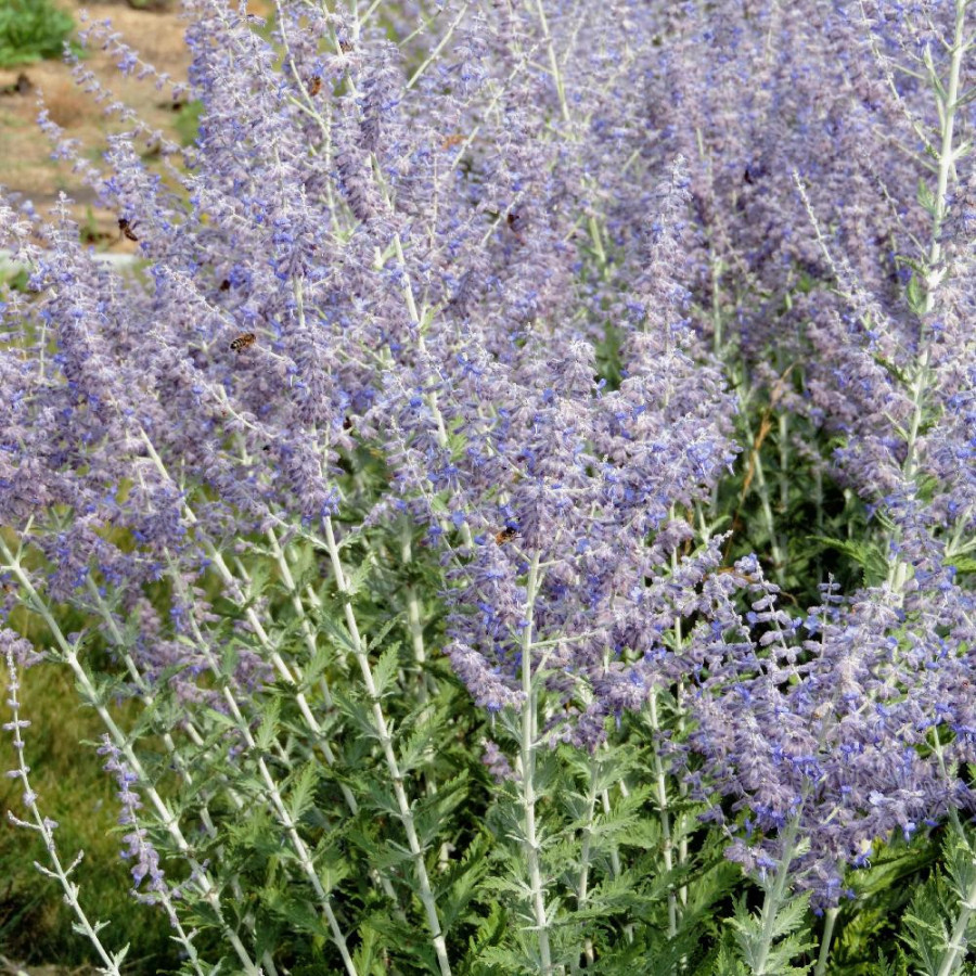 Plantes Vivaces PEROVSKIA 'Blue Spire' en vente - Pépinière Lepage .