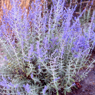 plantes-vivaces-perovskia-abrotanoides-en-vente-pepiniere-lepage-