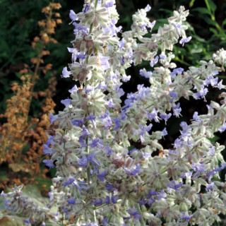 plantes-vivaces-perovskia-atriplicifolia-lacey-blue-R-en-vente-pepiniere-lepage-