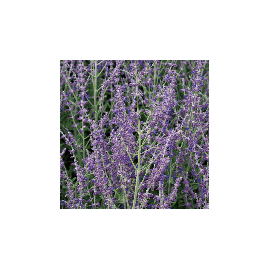 Plantes Vivaces PEROVSKIA atriplicifolia 'Little Spire' ® en vente - Pépinière Lepage .