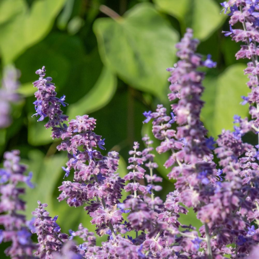 PEROVSKIA atriplicifolia 'Prime Time' ®