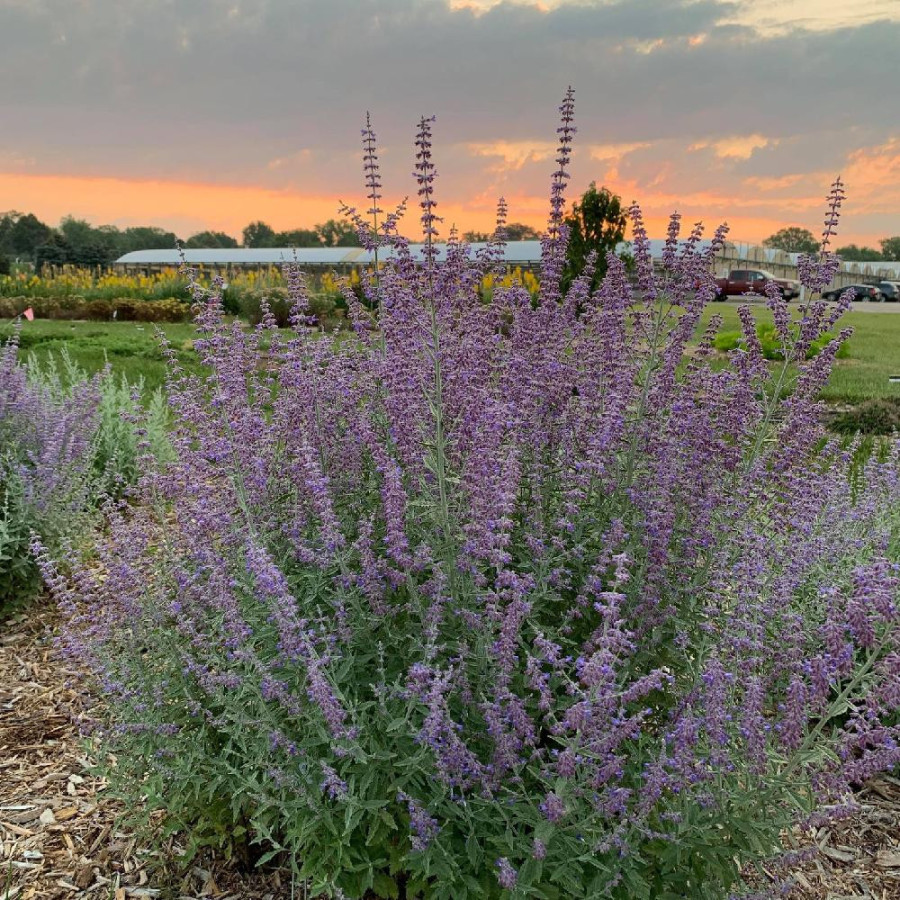 PEROVSKIA atriplicifolia 'Prime Time' ®