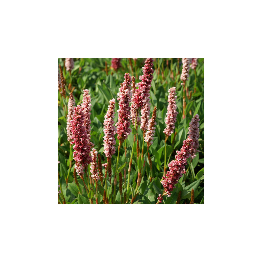 Plantes Vivaces PERSICARIA affinis 'Darjeeling Red' - Renouée de l'Himalaya en vente - Pépinière Lepage .