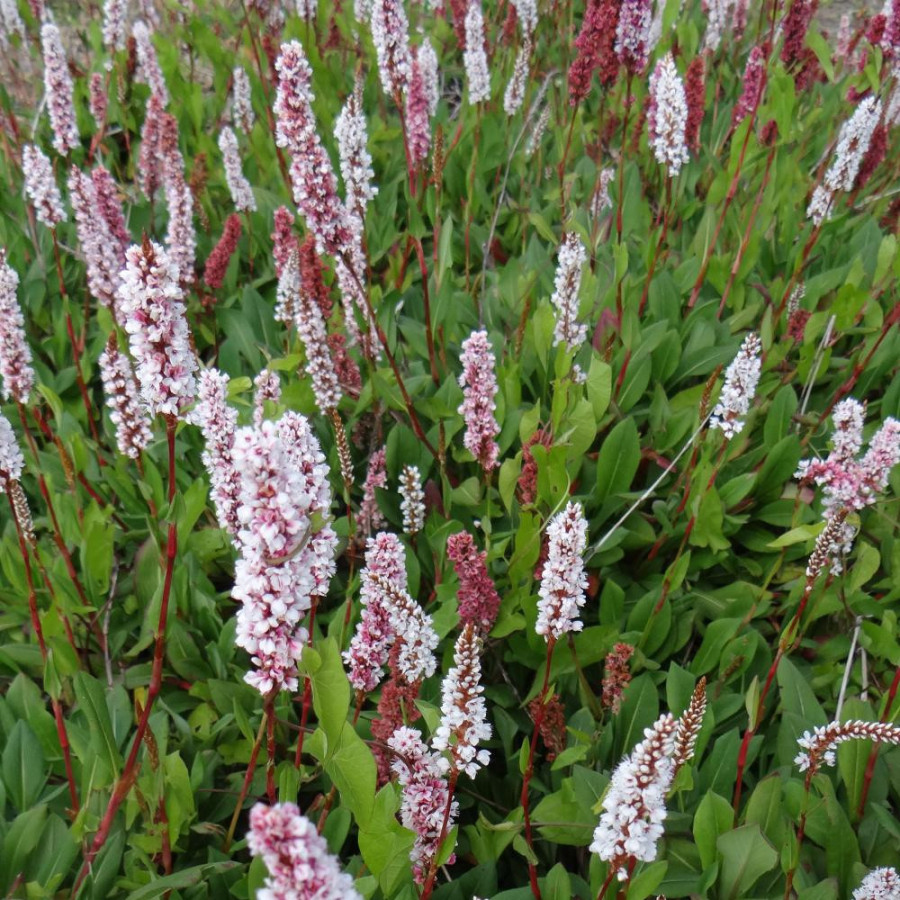 Plantes Vivaces PERSICARIA affinis 'Donald Lowndes' - Renouée en vente - Renouée de l'Hymalaya en vente - Pépinière Lepage .