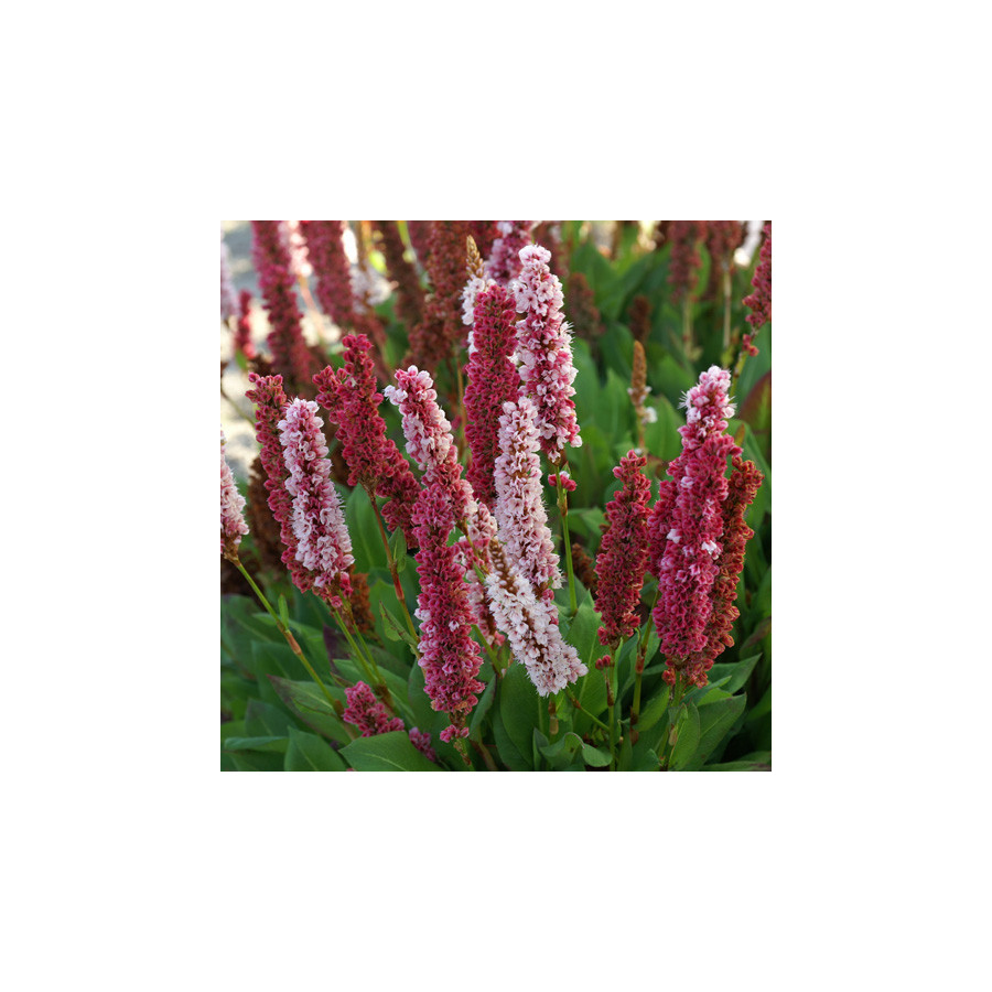 Plantes Vivaces PERSICARIA affinis 'Kabouter' - Renouée en vente - Renouée de l'Hymalaya en vente - Pépinière Lepage .
