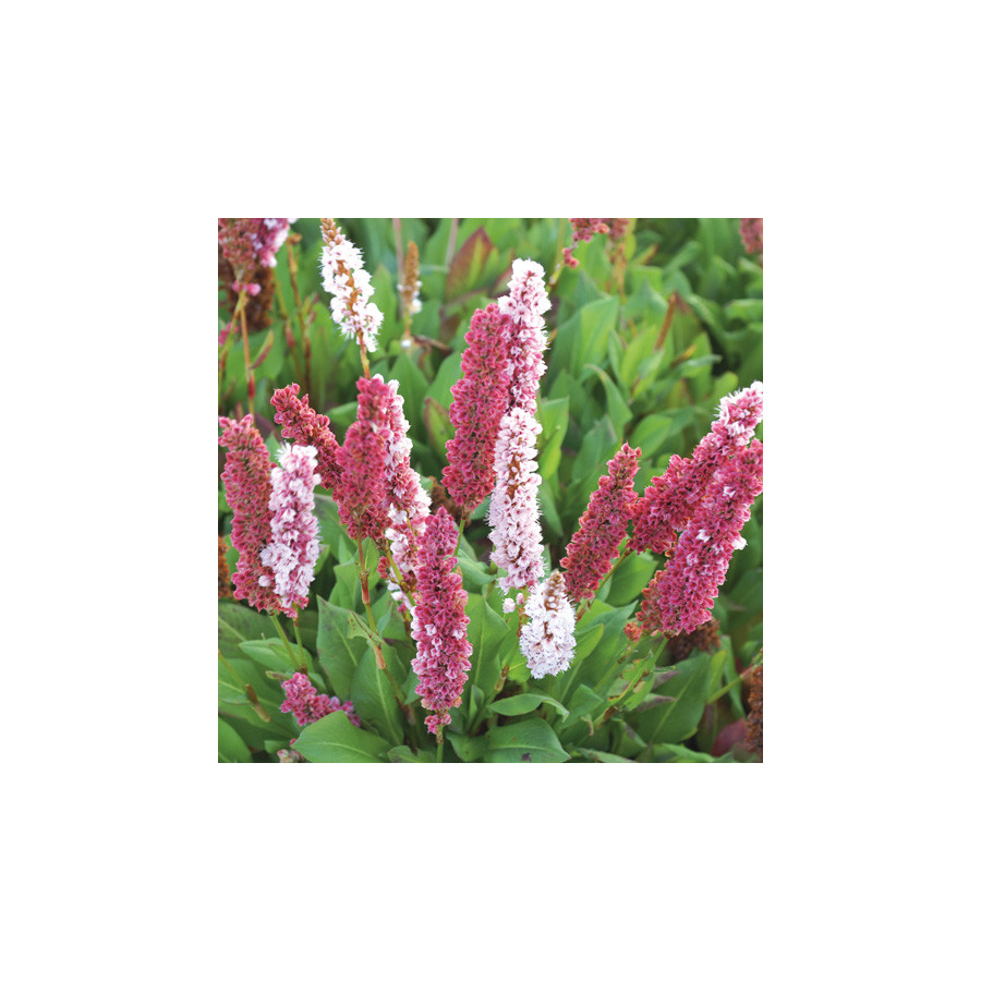 Plantes Vivaces PERSICARIA affinis 'Kabouter' - Renouée en vente - Renouée de l'Hymalaya en vente - Pépinière Lepage .