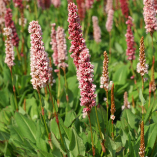 Plantes Vivaces PERSICARIA affinis 'Kabouter' - Renouée en vente - Renouée de l'Hymalaya en vente - Pépinière Lepage .