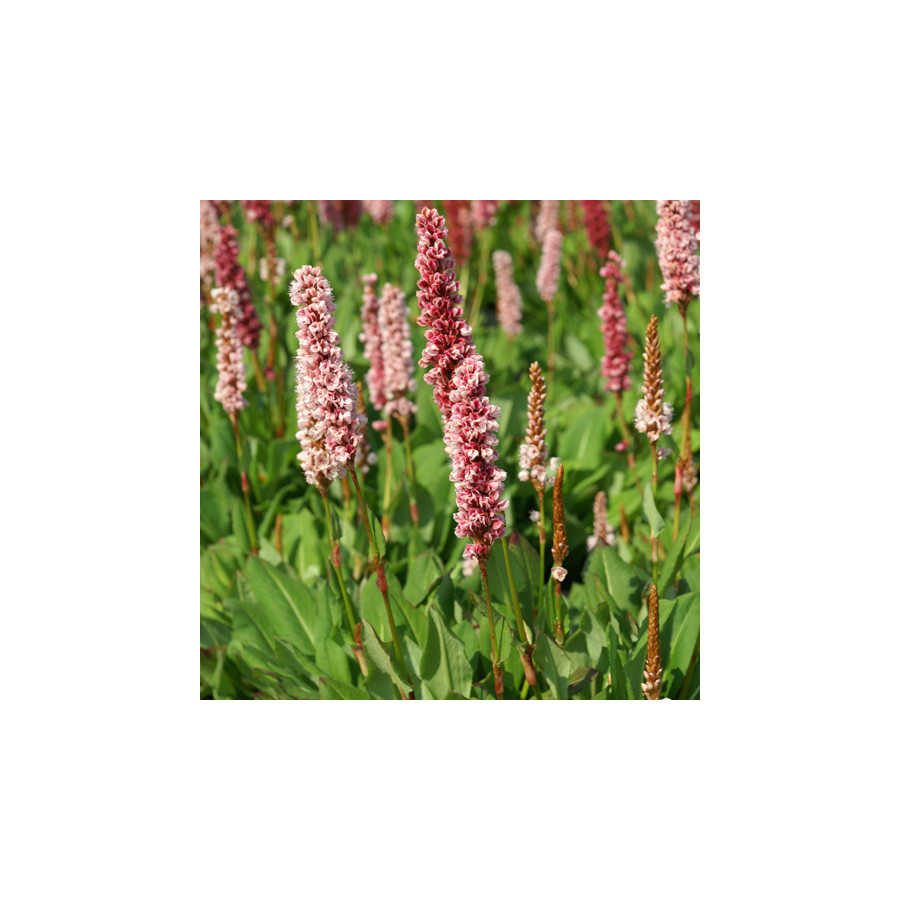 Plantes Vivaces PERSICARIA affinis 'Kabouter' - Renouée en vente - Renouée de l'Hymalaya en vente - Pépinière Lepage .