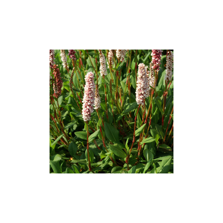 Plantes Vivaces PERSICARIA affinis 'Superba' - Renouée en vente - Renouée de l'Hymalaya en vente - Pépinière Lepage .