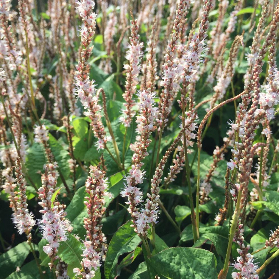 Plantes Vivaces PERSICARIA amplexicaulis 'Alba Junior' ® - Renouée en vente - Persicaire amplexicaule en vente - Pépinière Lepag
