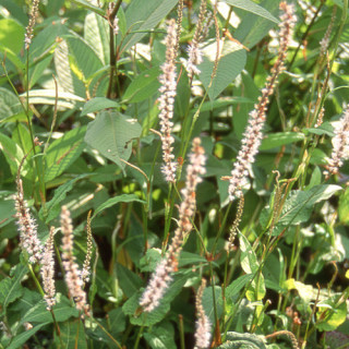 plantes-vivaces-persicaria-amplexicaulis-alba-renouee-en-vente-persicaire-amplexicaule-en-vente-pepiniere-lepage-