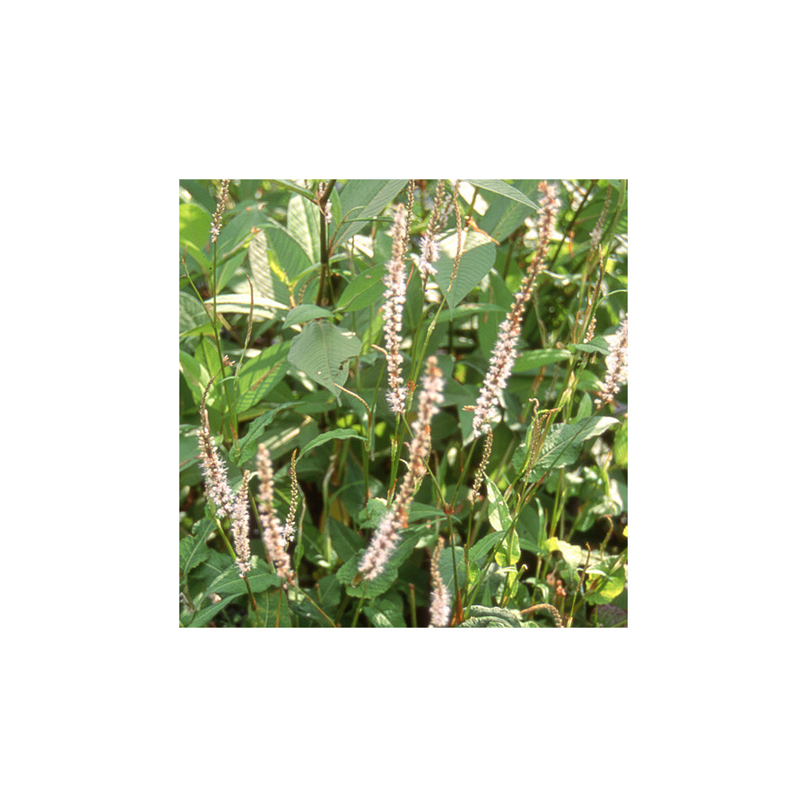 Plantes Vivaces PERSICARIA amplexicaulis 'Alba' - Renouée en vente - Persicaire amplexicaule en vente - Pépinière Lepage .