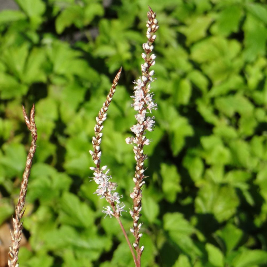 Plantes Vivaces PERSICARIA amplexicaulis 'Alba' - Renouée en vente - Persicaire amplexicaule en vente - Pépinière Lepage .