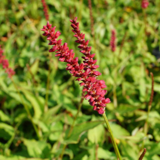 Plantes Vivaces PERSICARIA amplexicaulis 'Dark Red' - Renouée en vente - Persicaire amplexicaule en vente - Pépinière Lepage .