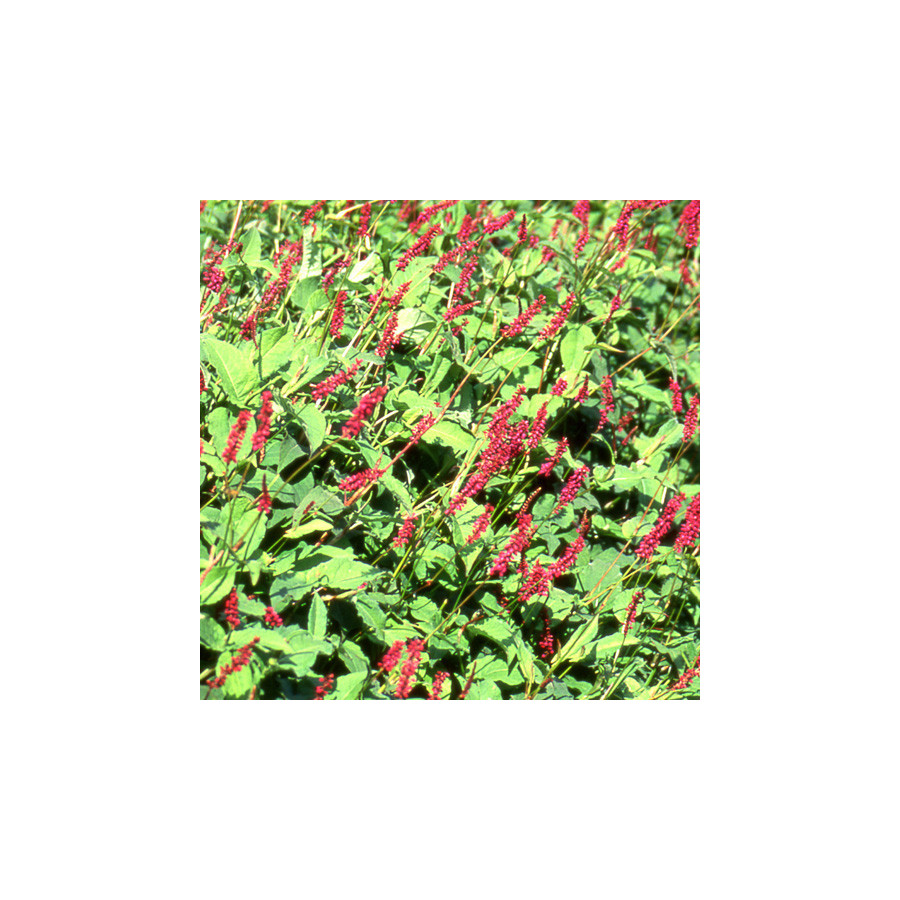 Plantes Vivaces PERSICARIA amplexicaulis 'Firetail' - Renouée en vente - Persicaire amplexicaule en vente - Pépinière Lepage .